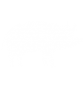 porcos-suino-criacao-de-porcos